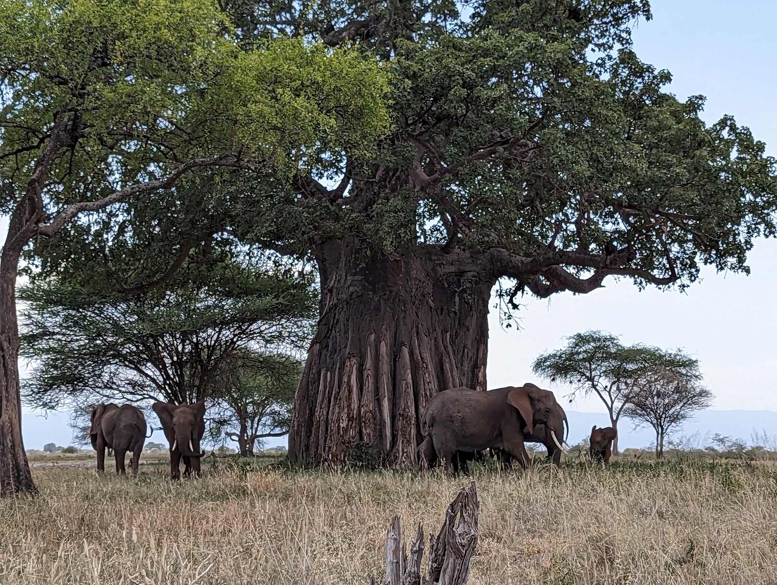 Tarangire
