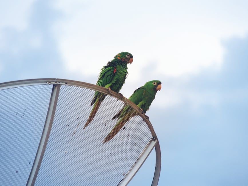 Amazonie (Iquitos)