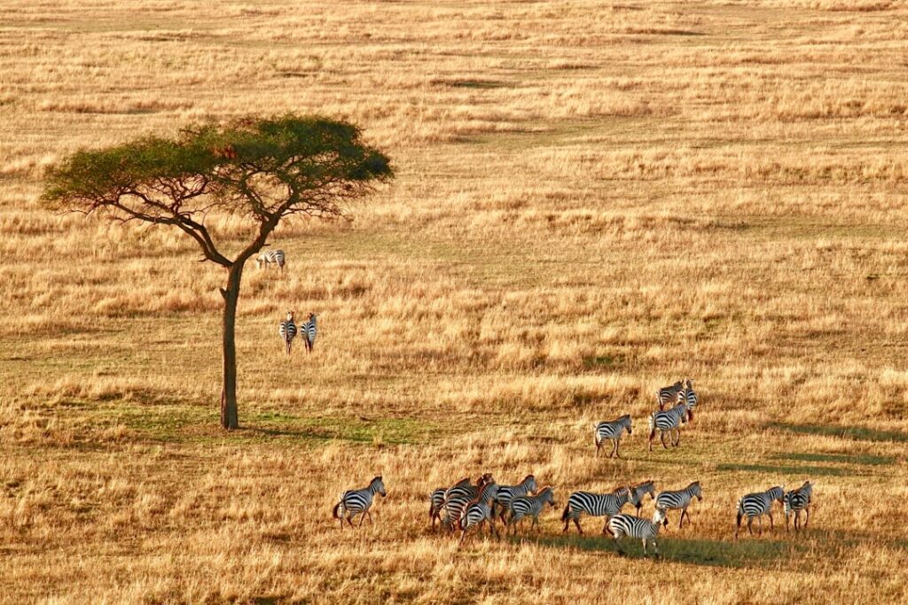 Arusha