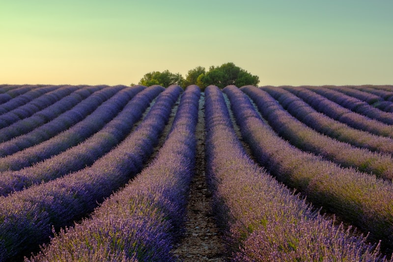 Provence / Avignon