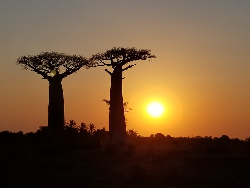 Morondava (Baobabs)
