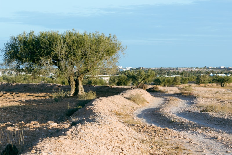 Djerba