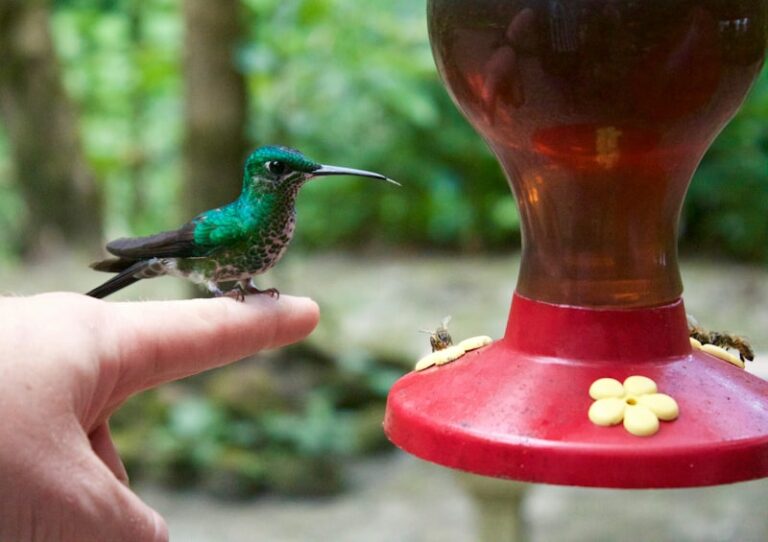 Photo représentative de Costa Rica